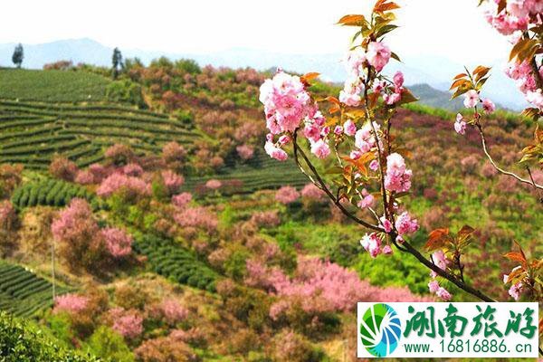 四明山樱花什么时候开2022 最佳观赏地点推荐