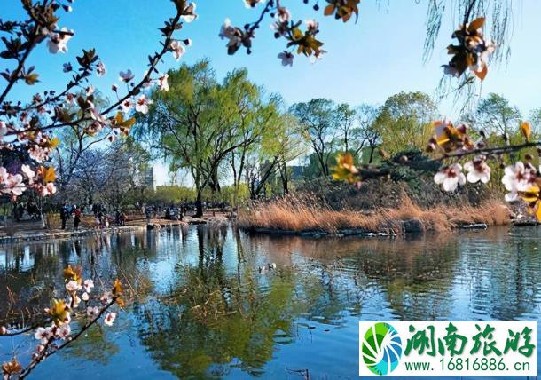 2022玉渊潭公园樱花最佳观赏时间 门票价格多少钱 2022玉渊潭公园樱花最佳观赏时间 门票价格多少钱