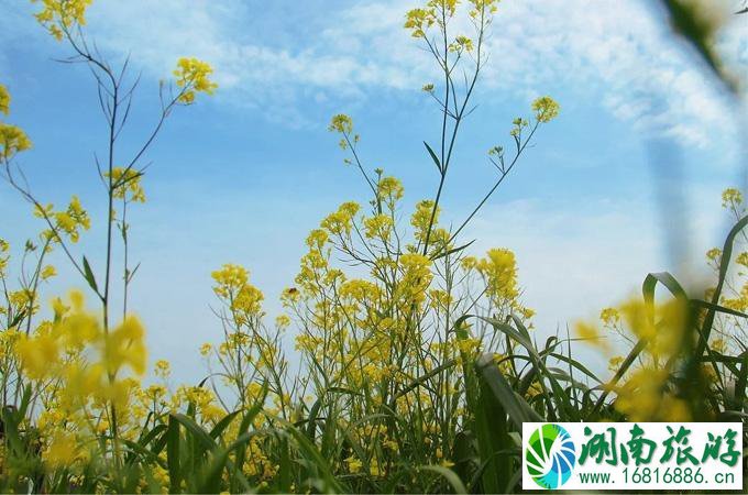 油菜花哪里的最好看 国内油菜花观赏地点推荐 油菜花哪里的最好看 国内油菜花观赏地点推荐