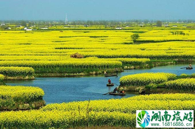 油菜花哪里的最好看 国内油菜花观赏地点推荐 油菜花哪里的最好看 国内油菜花观赏地点推荐