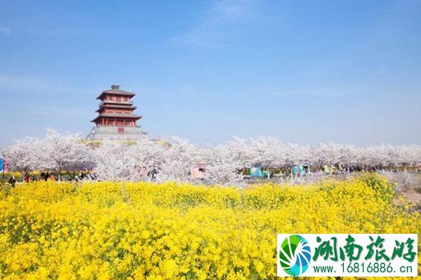 2022古柏渡丰乐樱花园什么时候开 附观赏花期