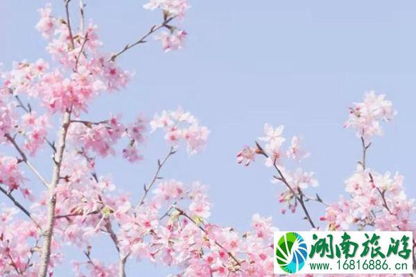 2022白交祠村樱花什么时候开?具体位置在哪?