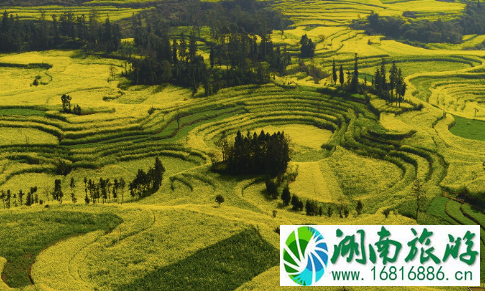 2022年罗平油菜花什么时候开 附最佳观赏地点 2022年罗平油菜花什么时候开 附最佳观赏地点