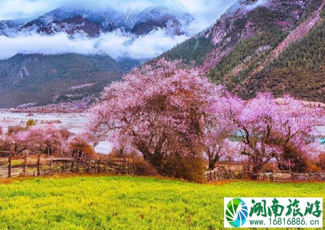 2022林芝桃花几月份去好 林芝桃花最佳观赏期 2022林芝桃花几月份去好 林芝桃花最佳观赏期
