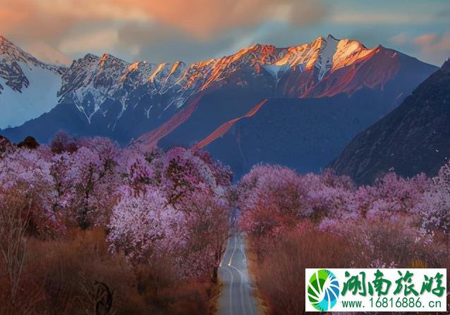 2022林芝桃花几月份去好 林芝桃花最佳观赏期 2022林芝桃花几月份去好 林芝桃花最佳观赏期