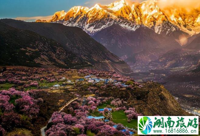 2022林芝桃花几月份去好 林芝桃花最佳观赏期 2022林芝桃花几月份去好 林芝桃花最佳观赏期