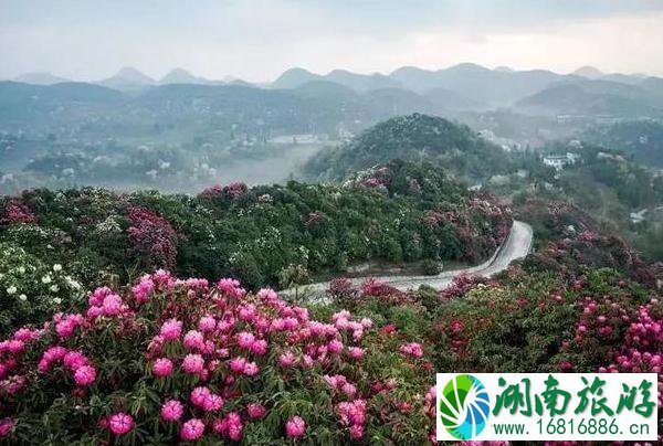 2022毕节百里杜鹃花开放了吗 2022毕节百里杜鹃花开放了吗