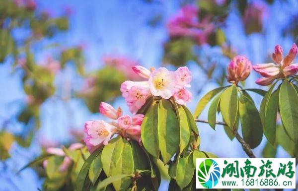 2022毕节百里杜鹃花开放了吗 2022毕节百里杜鹃花开放了吗