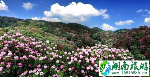 2022毕节百里杜鹃花开放了吗 2022毕节百里杜鹃花开放了吗