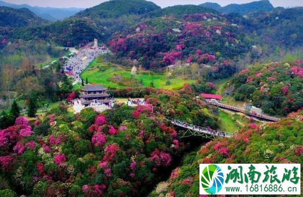 2022毕节百里杜鹃花开放了吗 2022毕节百里杜鹃花开放了吗