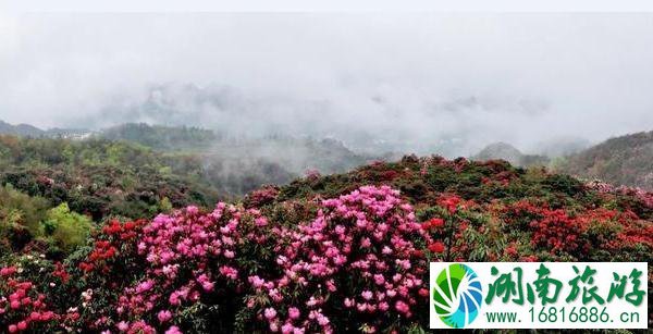 2022毕节百里杜鹃花开放了吗 2022毕节百里杜鹃花开放了吗