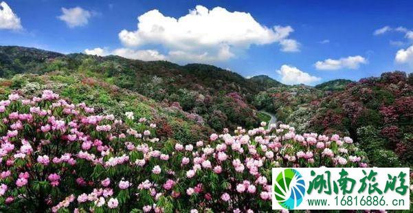 2022毕节百里杜鹃花开放了吗 2022毕节百里杜鹃花开放了吗
