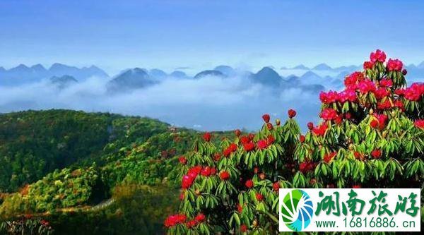 2022毕节百里杜鹃花开放了吗 2022毕节百里杜鹃花开放了吗