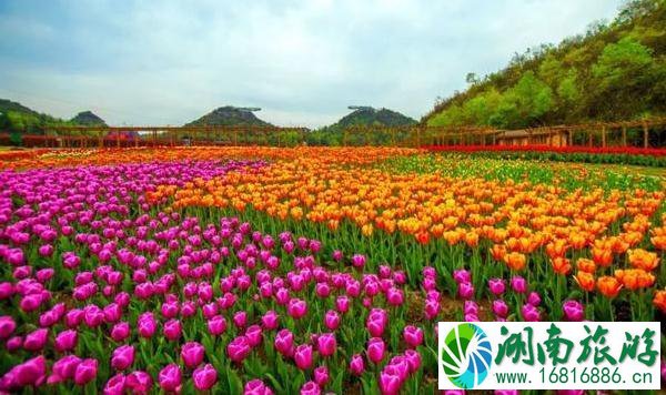 2022毕节百里杜鹃花开放了吗 2022毕节百里杜鹃花开放了吗