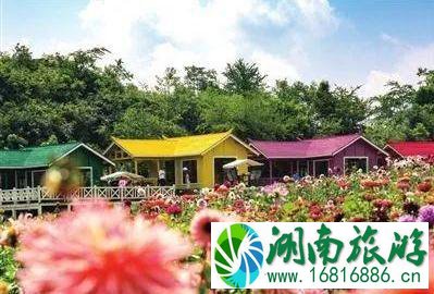 2022毕节百里杜鹃花开放了吗 2022毕节百里杜鹃花开放了吗