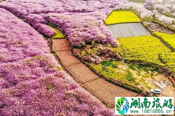 2022平坝樱花农场花期及票价介绍 2022平坝樱花农场花期及票价介绍