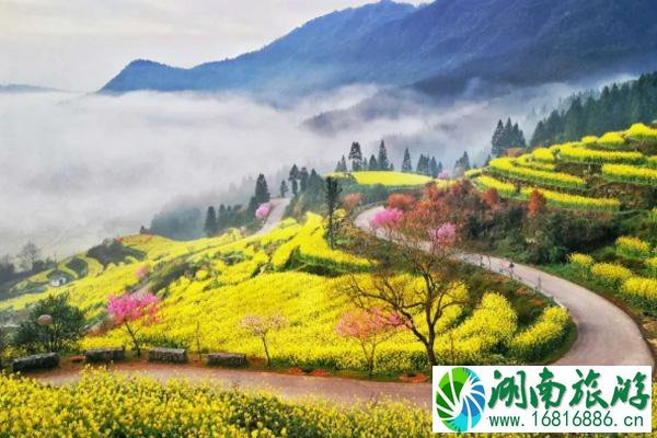 江岭油菜花几月开2022 附景区游玩攻略 江岭油菜花几月开2022 附景区游玩攻略