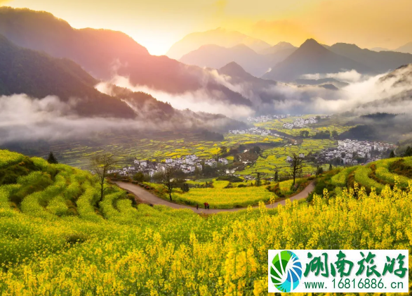 江岭油菜花几月开2022 附景区游玩攻略 江岭油菜花几月开2022 附景区游玩攻略