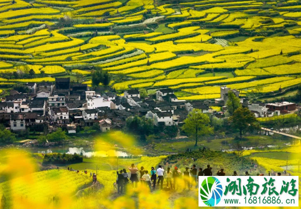 江岭油菜花几月开2022 附景区游玩攻略 江岭油菜花几月开2022 附景区游玩攻略