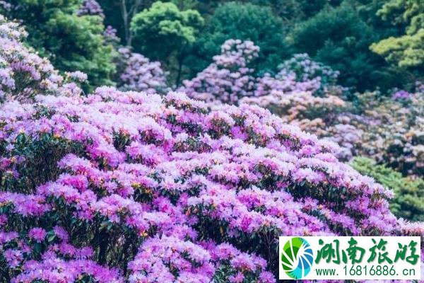 2022梧桐山杜鹃花什么时候开花