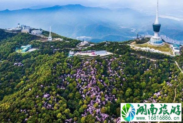 2022梧桐山杜鹃花什么时候开花