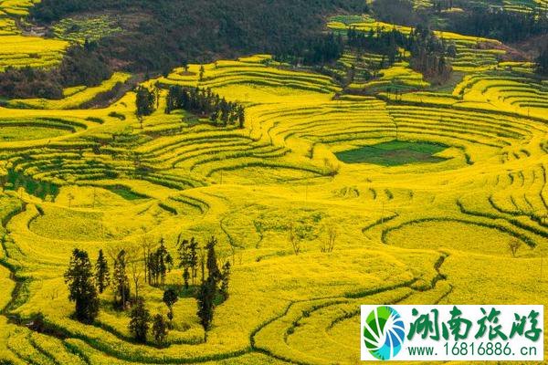 2022罗平油菜花最佳观景点在哪? 2022罗平油菜花最佳观景点在哪?