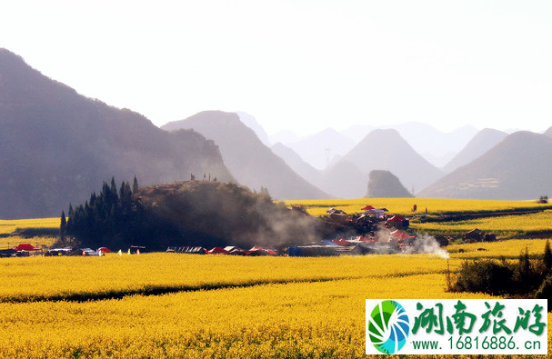 2022罗平油菜花最佳观景点在哪? 2022罗平油菜花最佳观景点在哪?