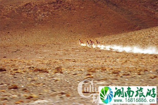 在一次联合考察后,IUCN(世界自然与自然资源保护联盟)、WWF(世界野生生物基金会)曾将自然保护区称为一个“不可多得的高原物种基因库”。根据数据显示,目前保护区内分布有野生动物359种,其中包括野牦牛、藏野驴、藏羚羊、雪豹、金雕、石貂、猞猁等多种珍稀动物。图为生性胆小,但却非常喜欢跟着汽车一起奔跑的藏野驴。 在一次联合考察后,IUCN(世界自然与自然资源保护联盟)、WWF(世界野生生物基金会)曾将自然保护区称为一个“不可多得的高原物种基因库”。根据数据显示,目前保护区内分布有野生动物359种,其中包括野牦牛、藏野驴、藏羚羊、雪豹、金雕、石貂、猞猁等多种珍稀动物。图为生性胆小,但却非常喜欢跟着汽车一起奔跑的藏野驴。