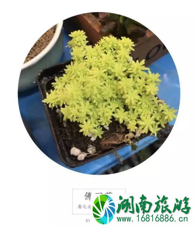 国内自由行app哪个好 国内自由行app哪个好