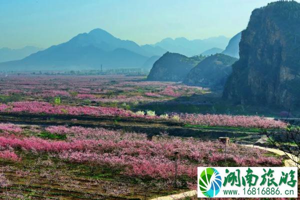 2021年平谷桃花节是几月几日-赏花路线推荐