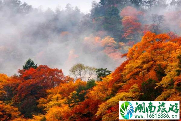 2021唐家河红叶节是什么时候 唐家河红叶最佳观赏时间