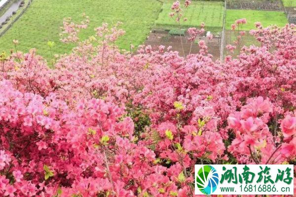 2021第十七届中国杜鹃花展时间-地点-活动安排