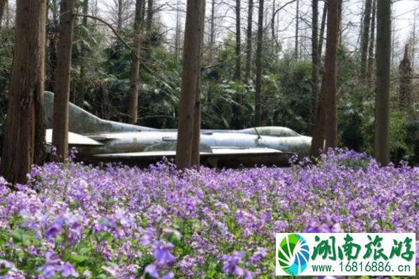 2022崇明赏花的地方推荐 崇明赏花攻略