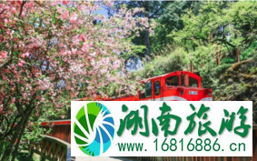 阿里山什么时候去最好 去阿里山需要带什么 阿里山什么时候去最好 去阿里山需要带什么