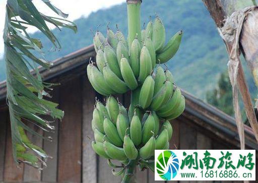 西藏的水果秘密 西藏的水果比你想象中多 西藏的水果秘密 西藏的水果比你想象中多