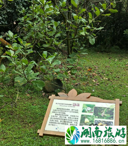 海南有哪些好吃的瓜果 海南好吃的水果推荐 海南有哪些好吃的瓜果 海南好吃的水果推荐