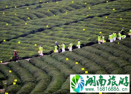 湖北赤壁的特产是什么 湖北赤壁的特产是什么