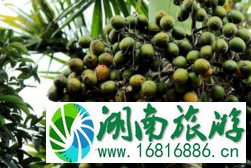 海南岛有哪些水果 海南岛主要生产什么水果 三亚特产水果有哪些 海南岛有哪些水果 海南岛主要生产什么水果 三亚特产水果有哪些