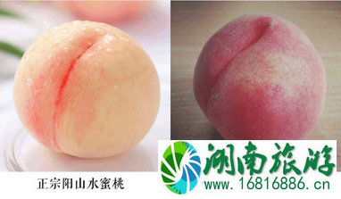 2022无锡阳山水蜜桃最佳采摘时间+价格+交通 2022无锡阳山水蜜桃最佳采摘时间+价格+交通