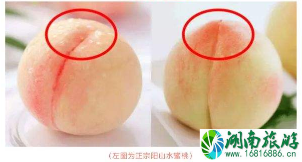 2022无锡阳山水蜜桃最佳采摘时间+价格+交通 2022无锡阳山水蜜桃最佳采摘时间+价格+交通
