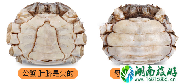 大闸蟹吃公的还是母的 大闸蟹公母都有蟹黄吗 大闸蟹吃公的还是母的 大闸蟹公母都有蟹黄吗