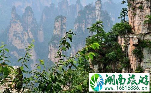 2022天子山游玩攻略 天子山在哪 2022天子山游玩攻略 天子山在哪