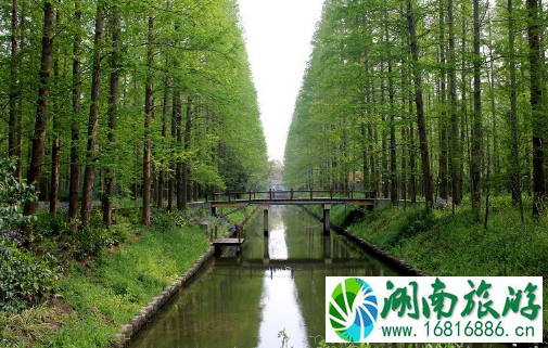 去崇明岛怎么坐车 上海崇明岛旅游交通攻略2022 去崇明岛怎么坐车 上海崇明岛旅游交通攻略2022