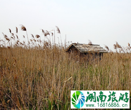 去崇明岛怎么坐车 上海崇明岛旅游交通攻略2022 去崇明岛怎么坐车 上海崇明岛旅游交通攻略2022