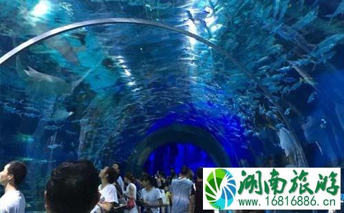 武汉极地海洋世界怎么去 武汉极地海洋世界交通攻略2022 武汉极地海洋世界怎么去 武汉极地海洋世界交通攻略2022