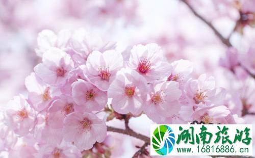 武汉春季赏花哪里好 武汉赏花线路推荐2022 武汉春季赏花哪里好 武汉赏花线路推荐2022
