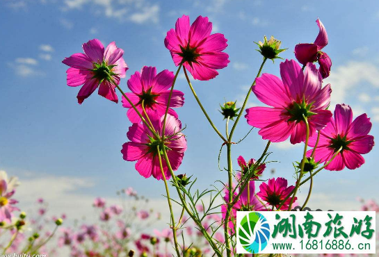 武汉春季赏花哪里好 武汉赏花线路推荐2022