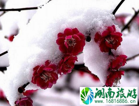 武汉春季赏花哪里好 武汉赏花线路推荐2022