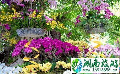 2022上海辰山植物园兰花展怎么去 2022上海辰山植物园兰花展交通攻略 2022上海辰山植物园兰花展怎么去 2022上海辰山植物园兰花展交通攻略