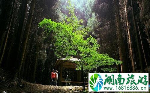 2022九皇山辛夷花节怎么去 2022九皇山辛夷花节交通攻略 2022九皇山辛夷花节怎么去 2022九皇山辛夷花节交通攻略